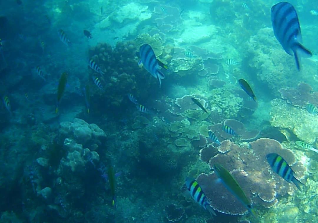 Juara Bay Resort Tioman Eksteriør billede